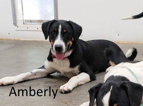 Stone County Humane Society